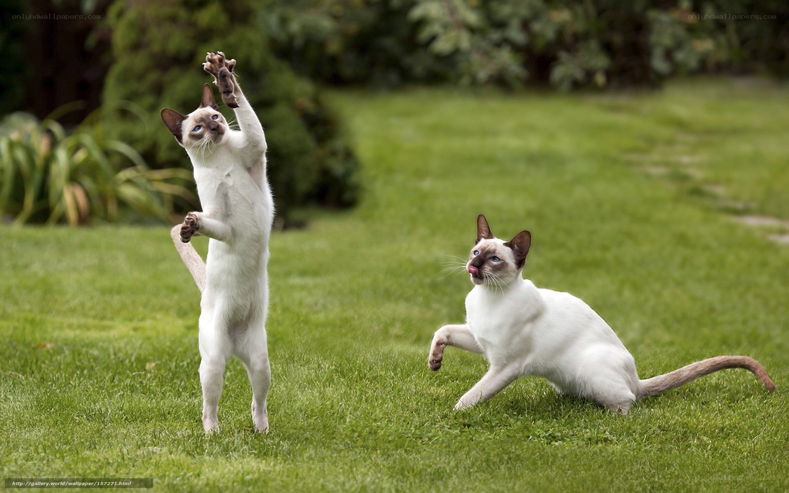 Two cats playing in a garden