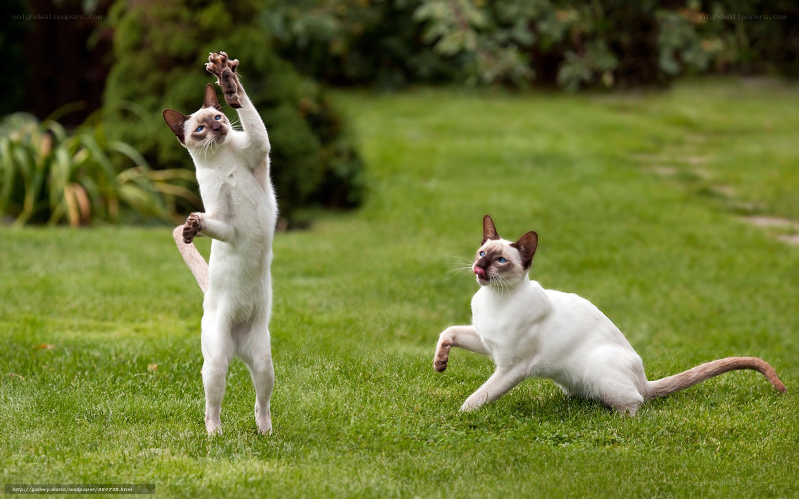 Two cats playing in a garden