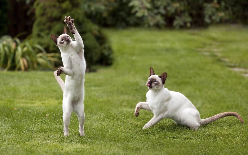 Two cats playing in a garden