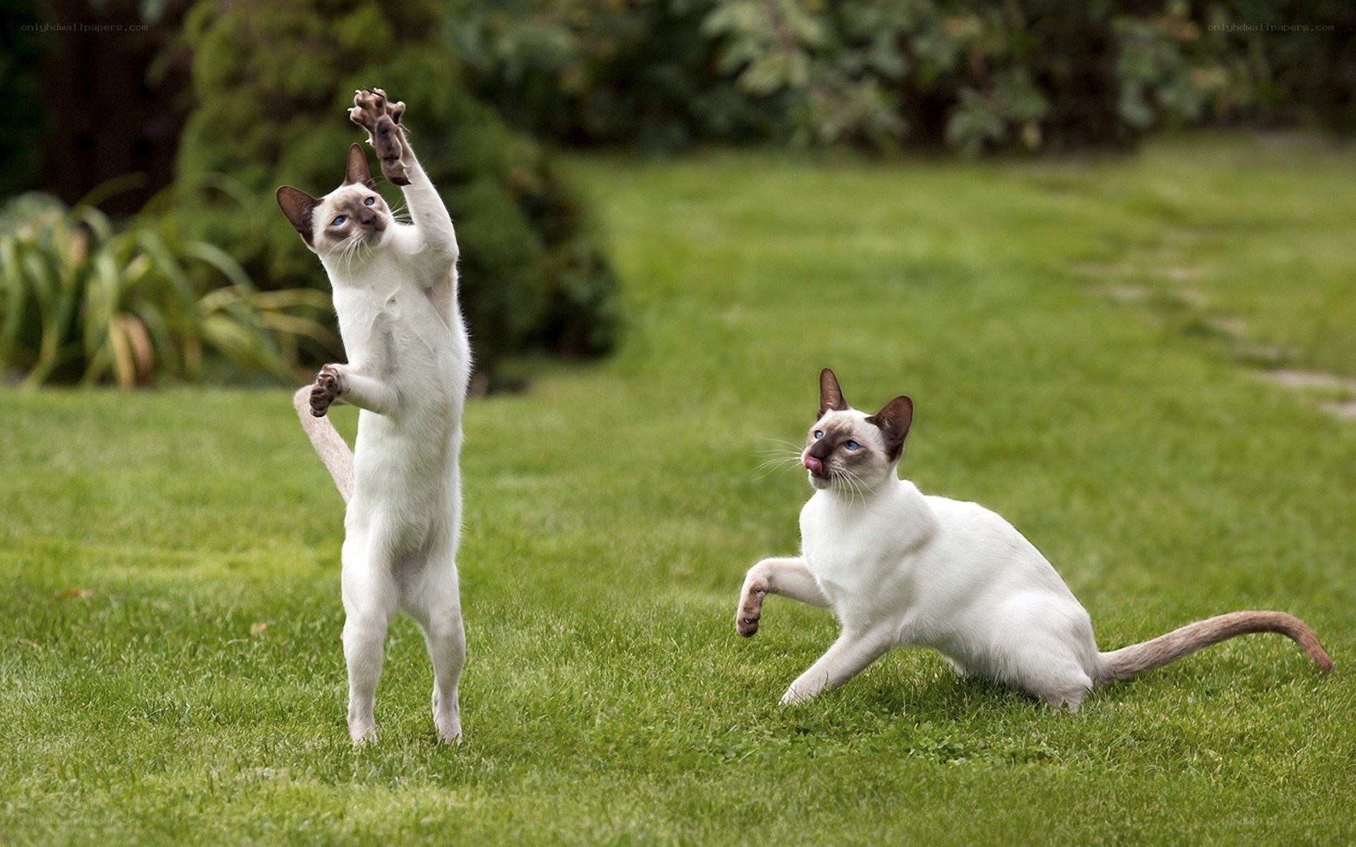 Two cats playing in a garden
