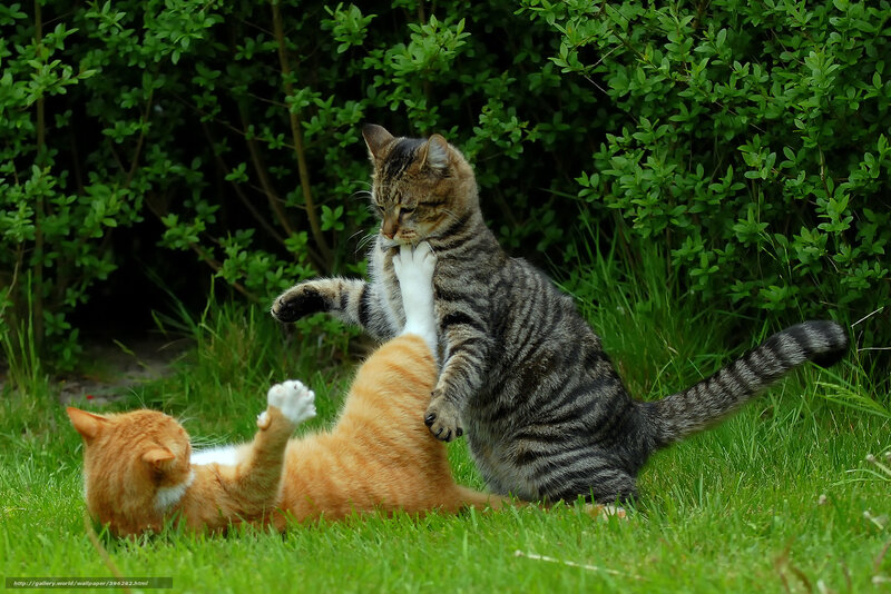 Two cats playing in the grass