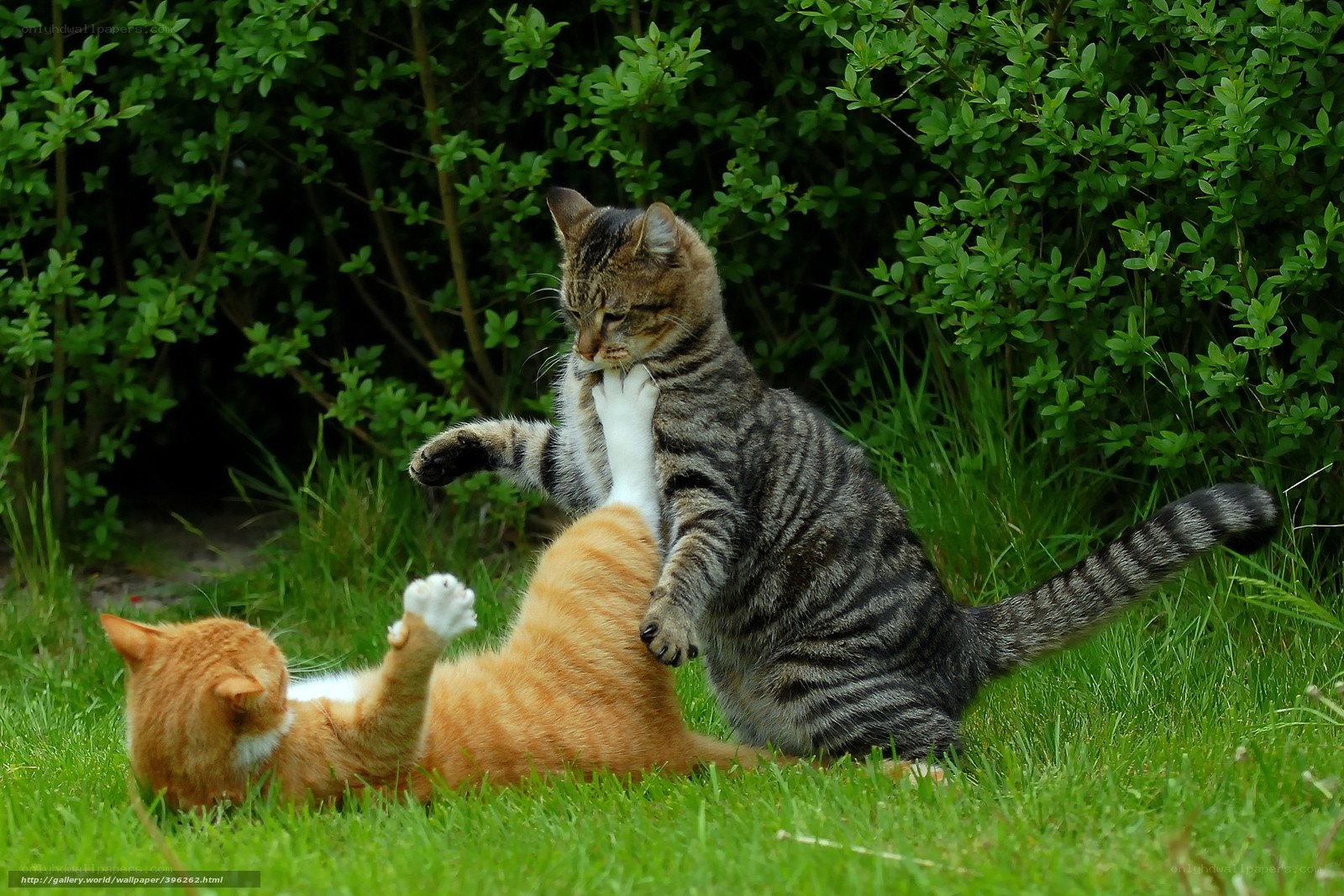 Two cats playing in the grass