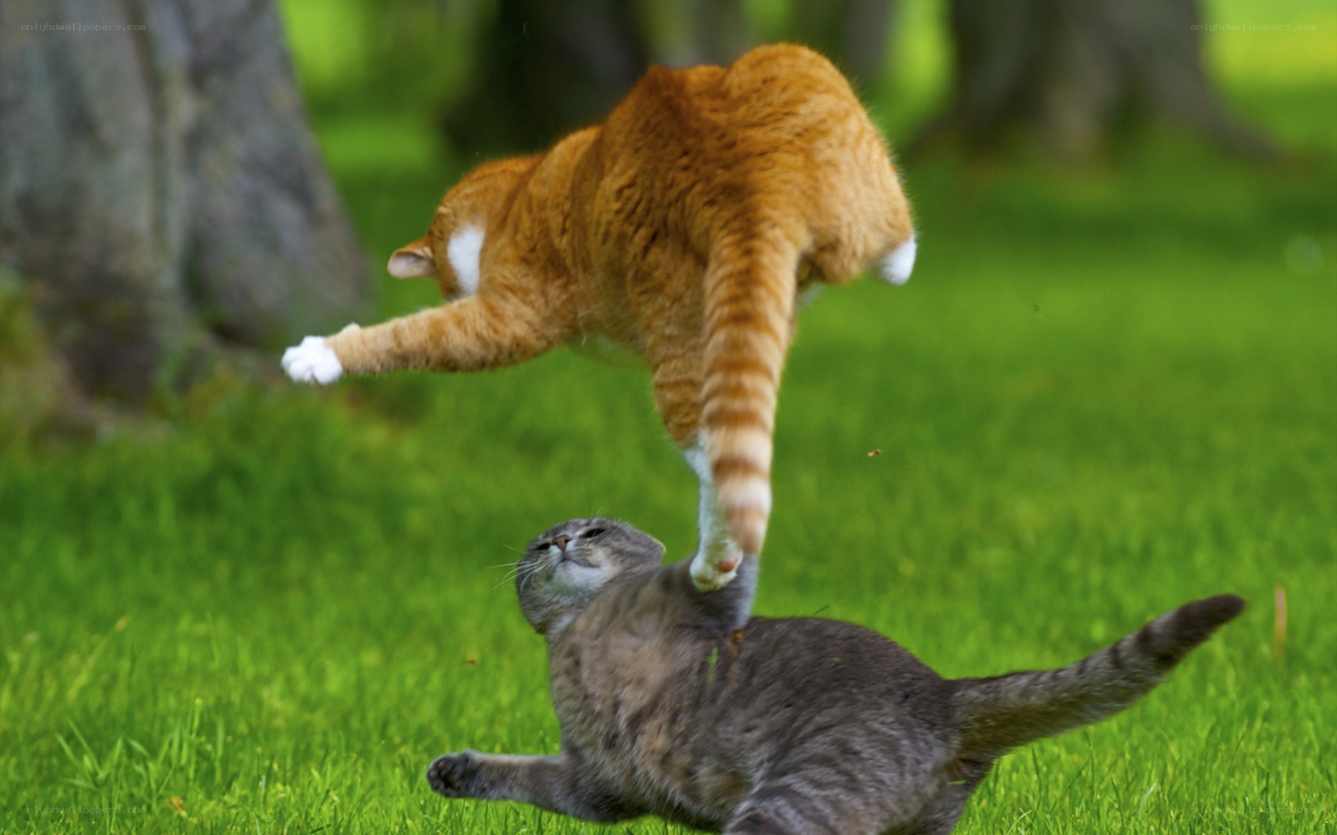 Two cats playing in the grass