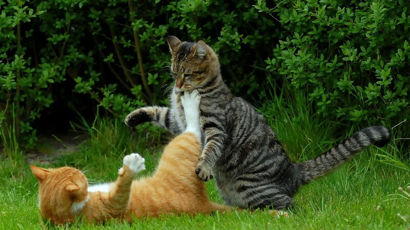 Two cats playing in the grass