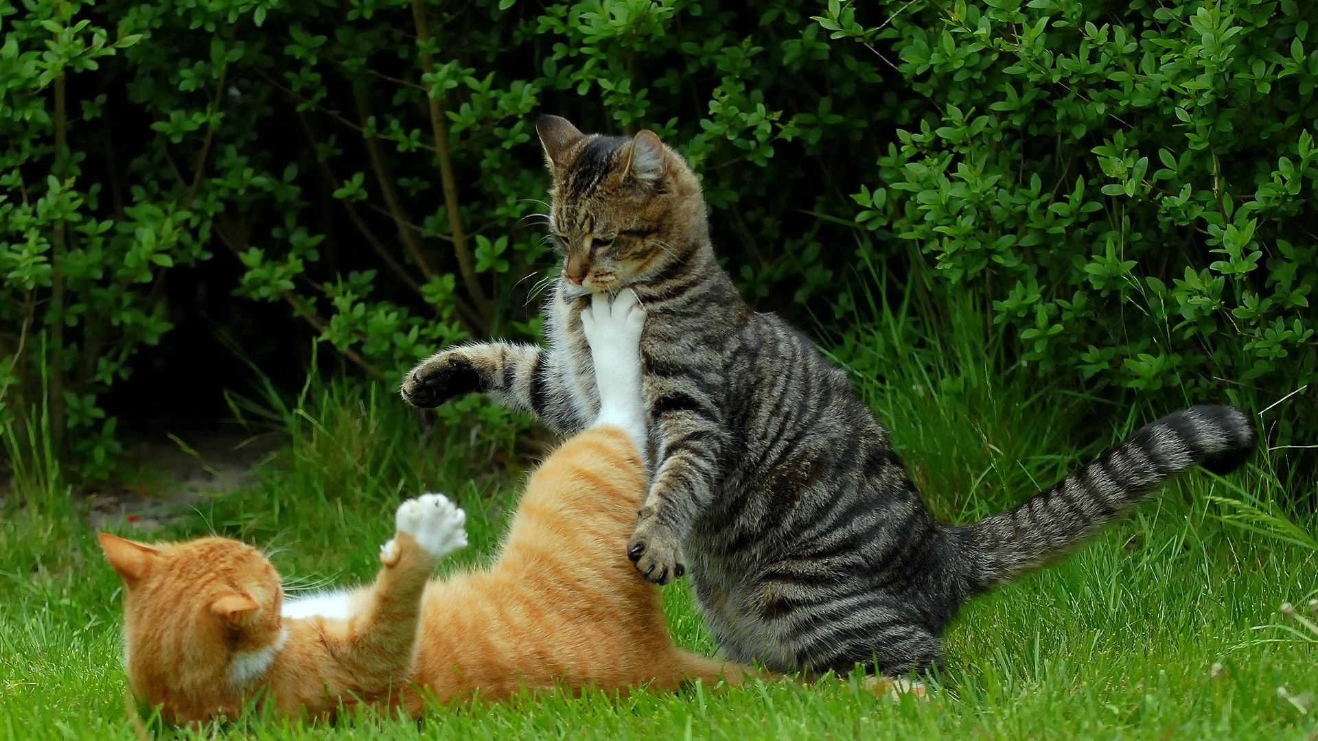 Two cats playing in the grass