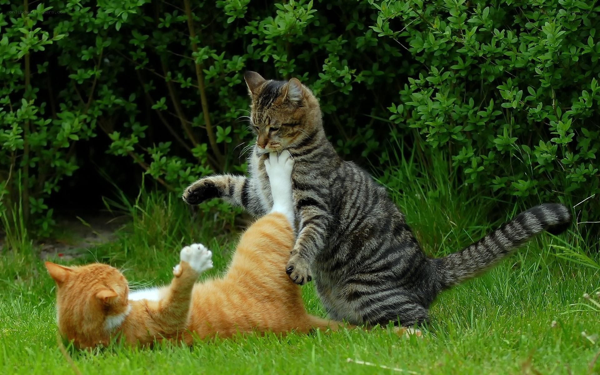 Two cats playing in the grass