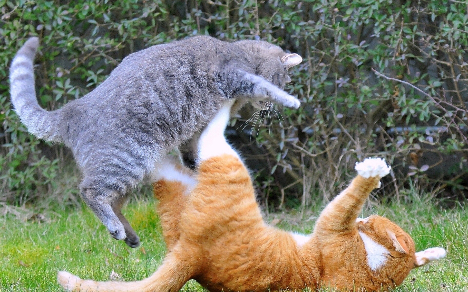 Two cats playing in the yard