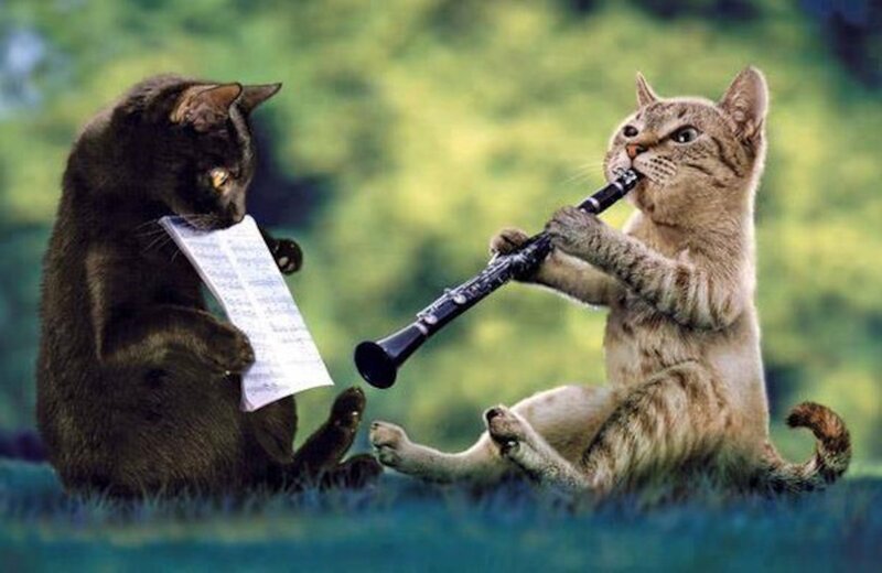 Two Cats Playing Music