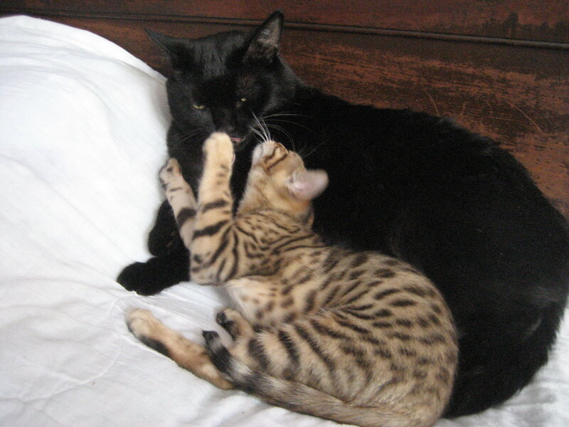 Two cats playing on a bed