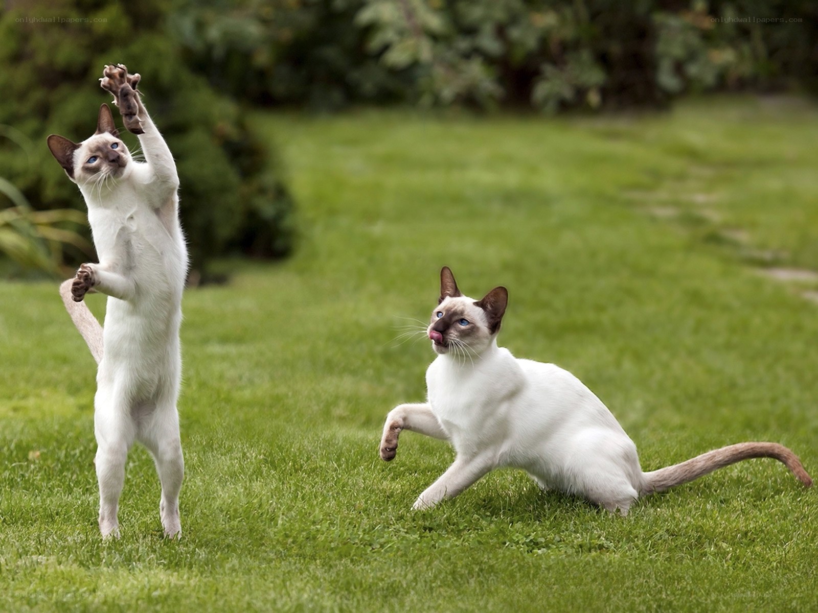 Two cats playing on grass