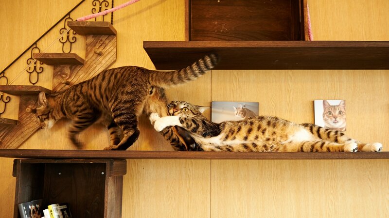 Two cats playing on shelves