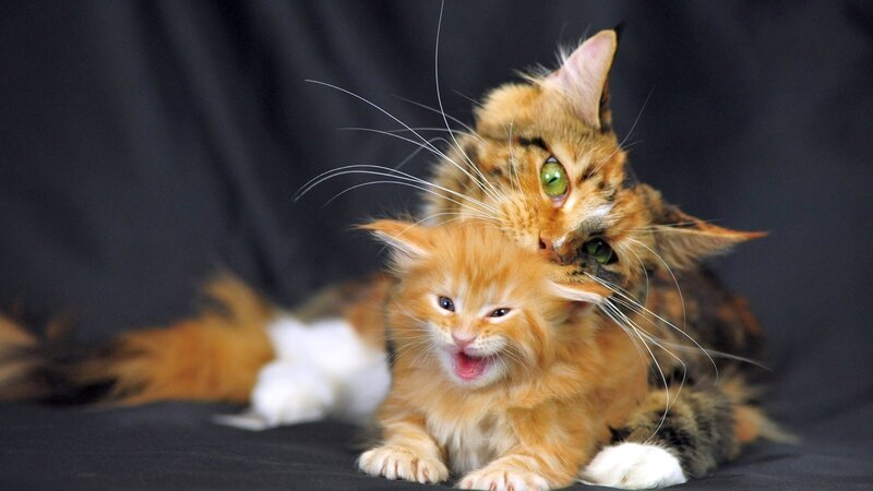 Two Cats Playing — Orange, Playful