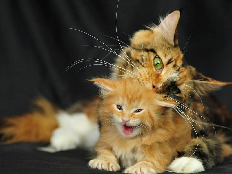 Two Cats Playing — Orange