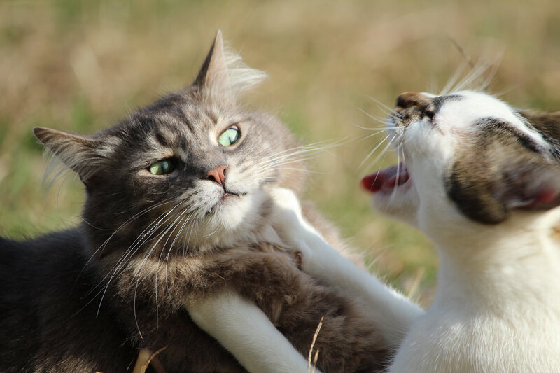 Two cats playing outdoors