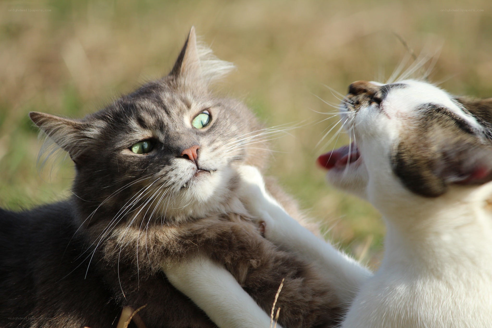 Two cats playing outdoors