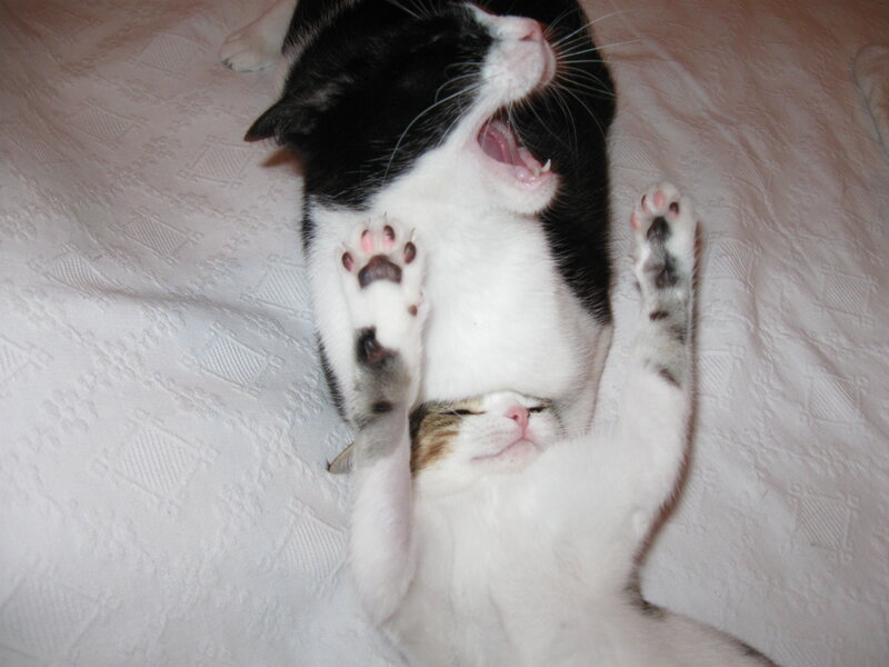 Two Cats Playing