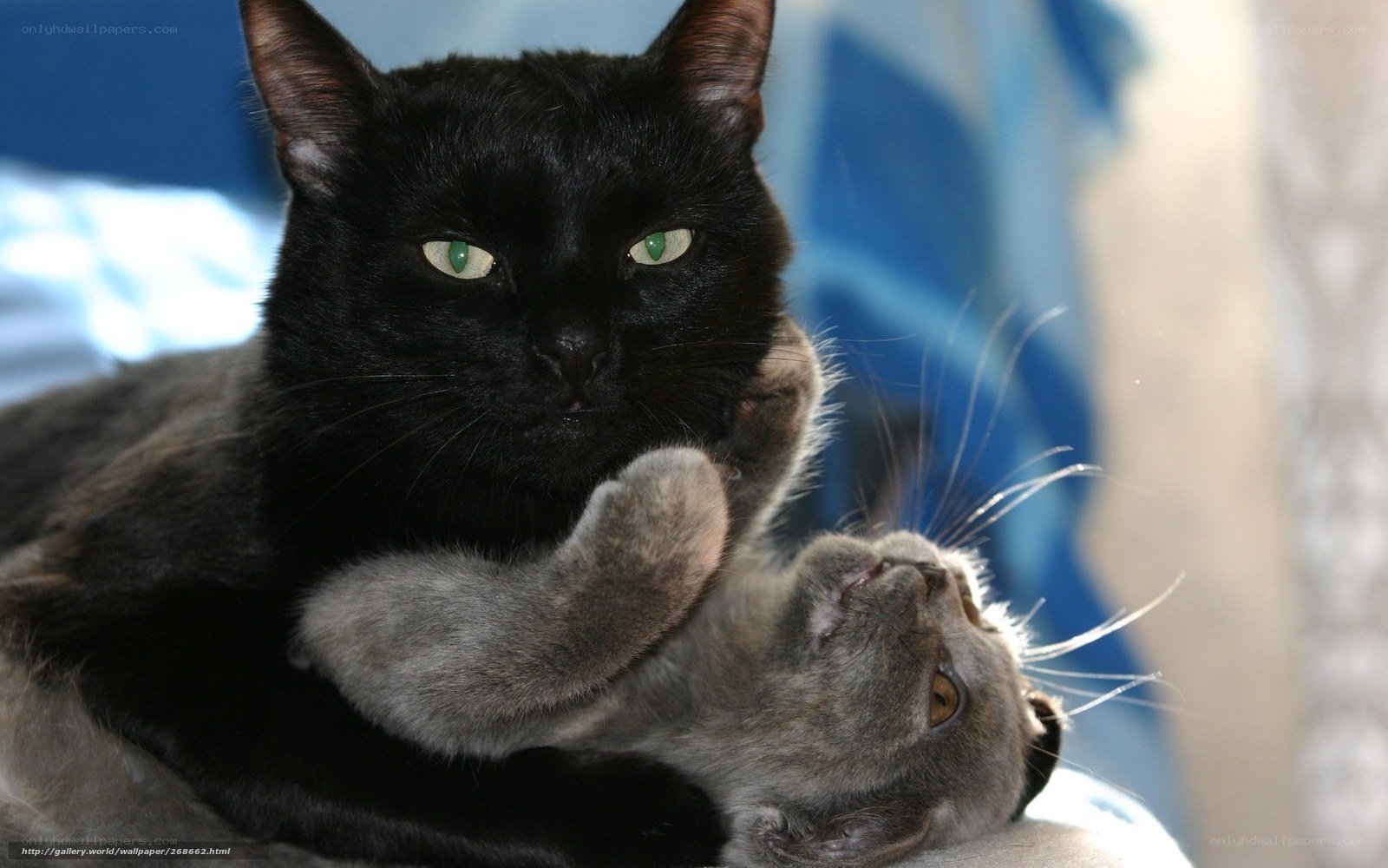 Two cats playing together