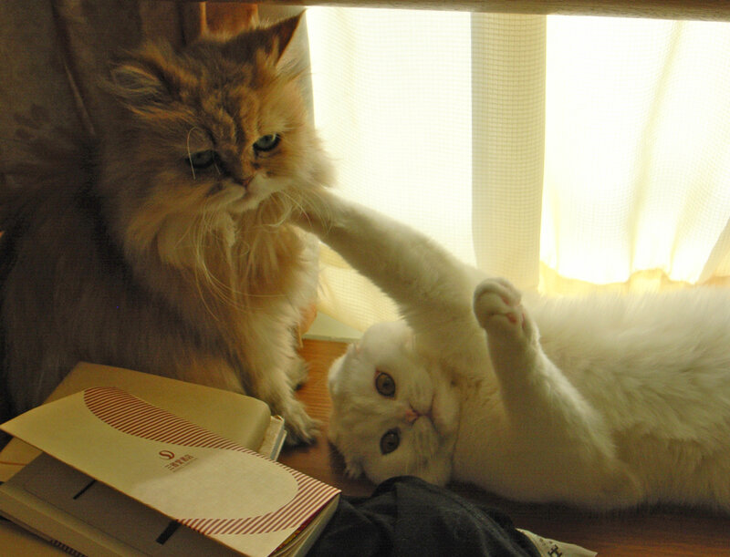 Two cats playing together