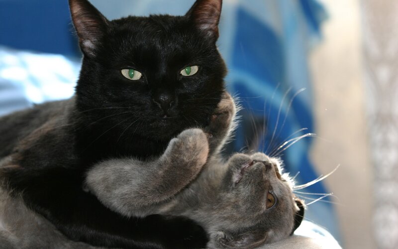 Two cats playing together