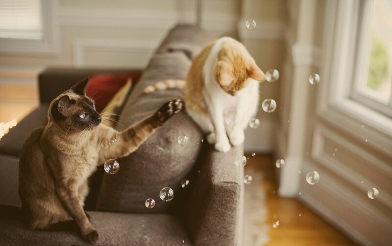 Two Cats Playing with Bubbles — Brown