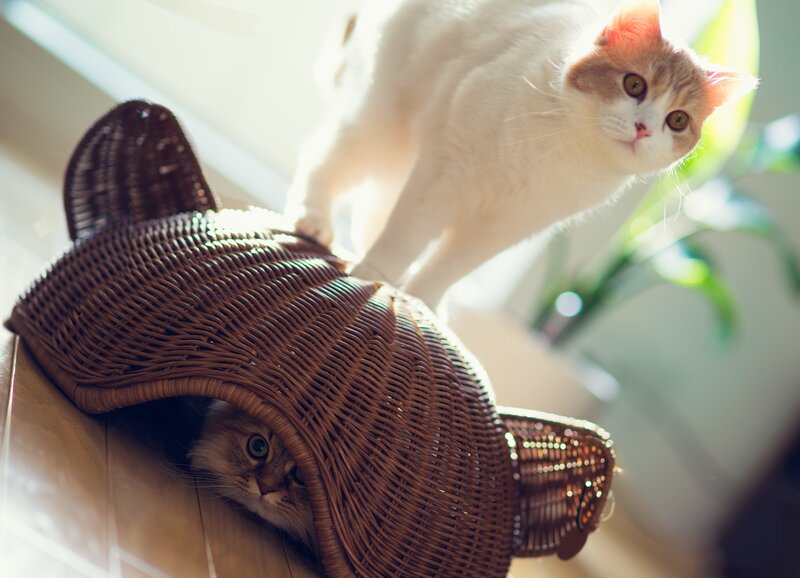 Two cats playing with wicker basket