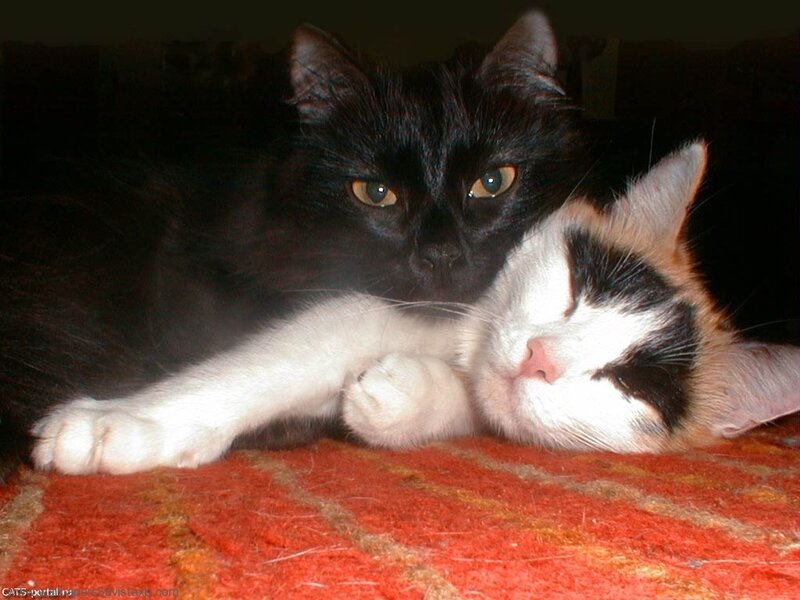 Two Cats Resting — Black, Calm, Night