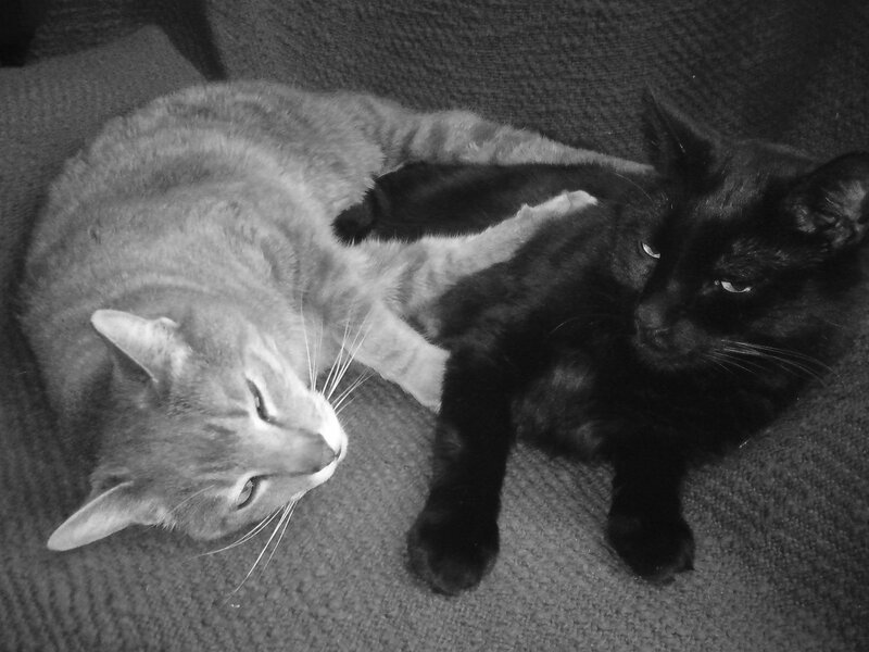 Two Cats Resting — Black, Calm