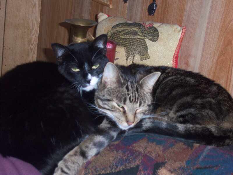 Two Cats Resting — Black