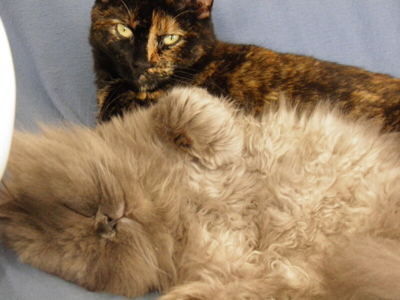 Two Cats Resting — Brown