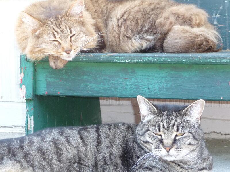 Two Cats Resting — Green