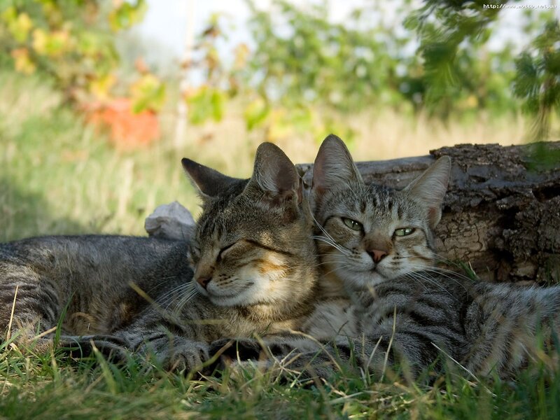 Two cats resting in the grass