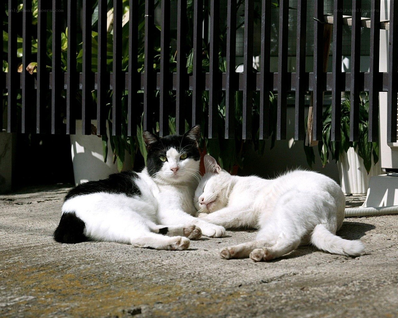 Two cats resting in the sun
