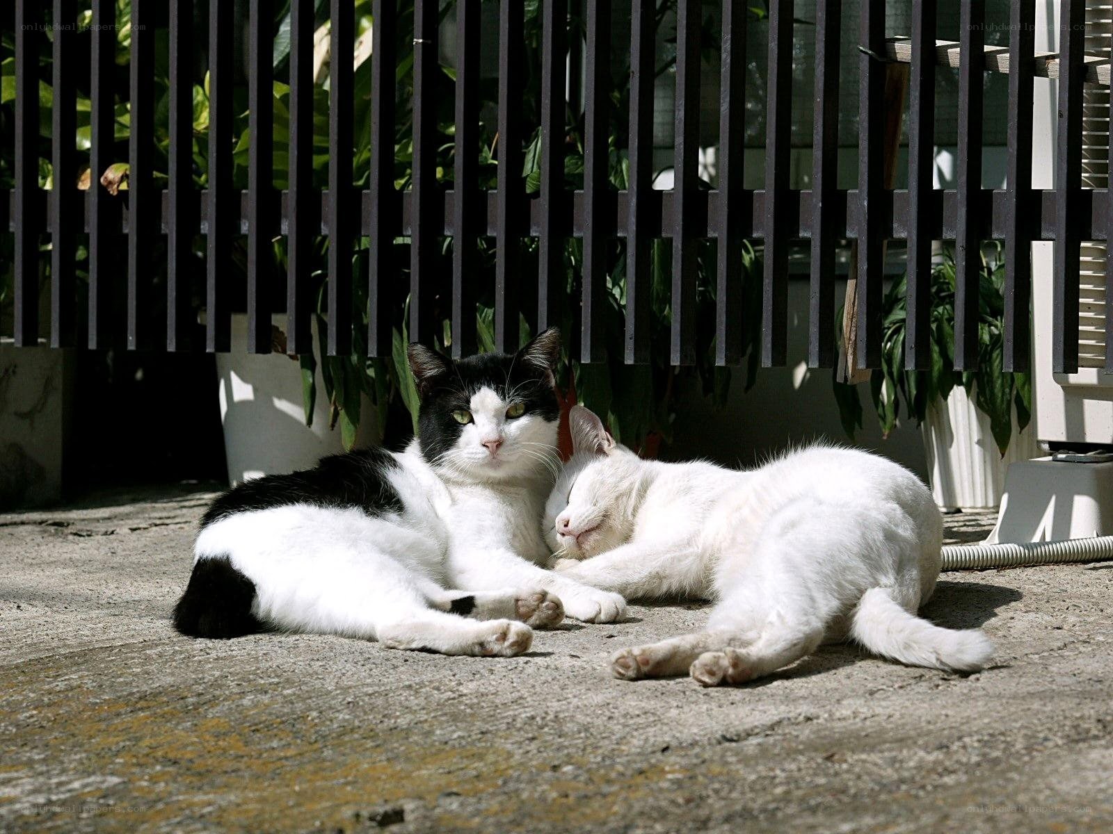 Two cats resting in the sun
