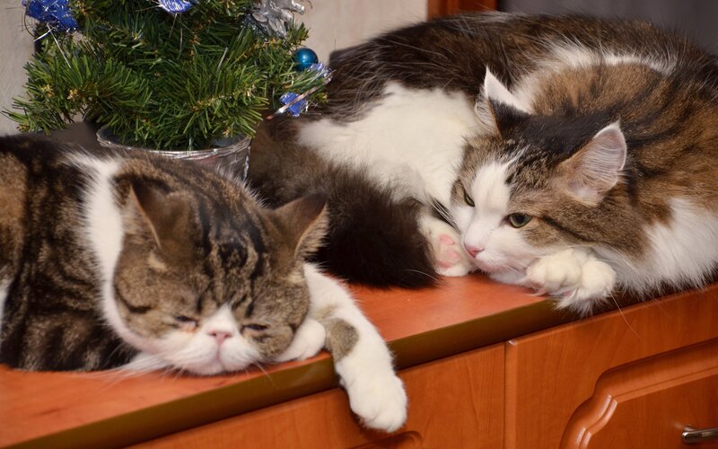 Two cats resting on a cabinet