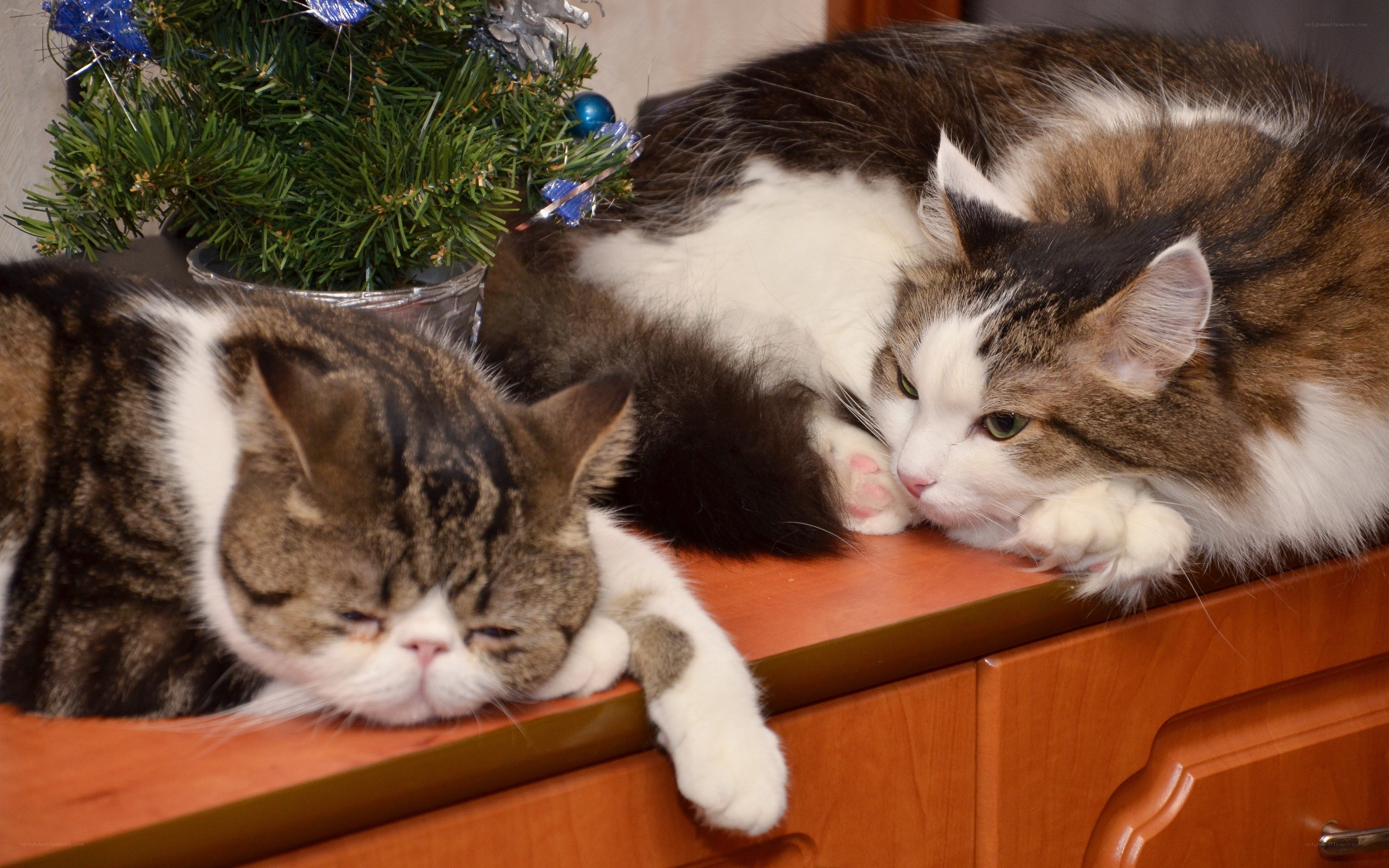 Two cats resting on a cabinet
