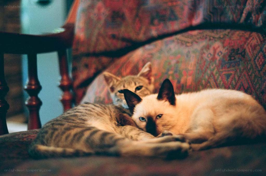 Two cats resting on a couch