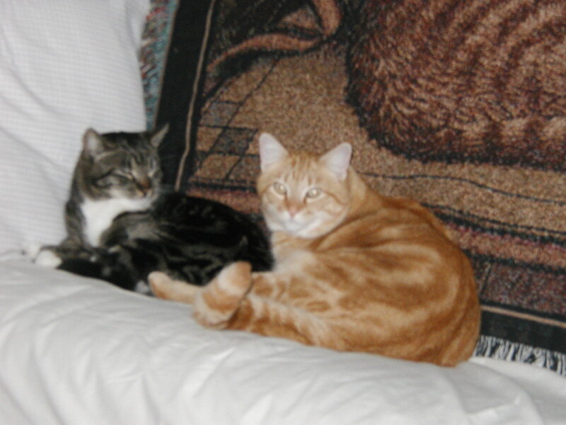 Two cats resting on a couch