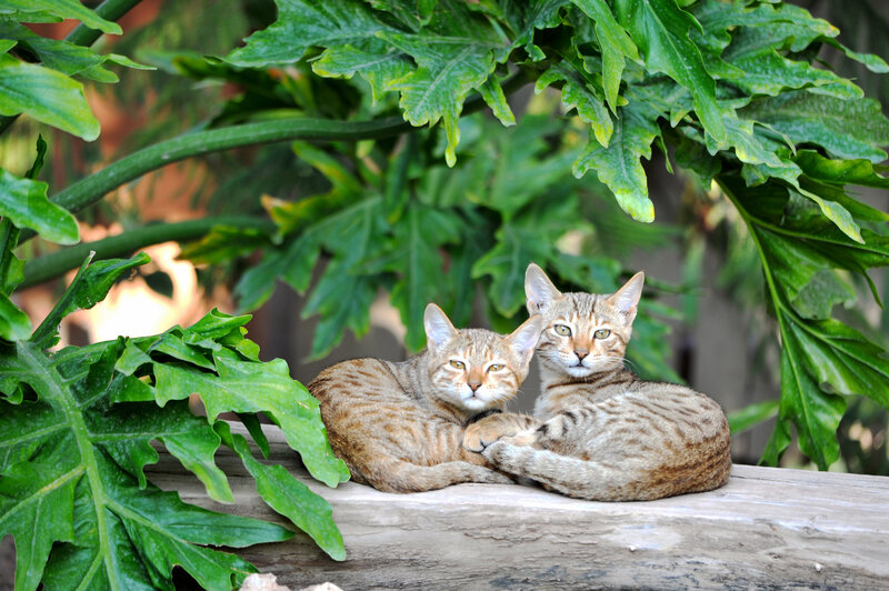 Two cats resting on a log
