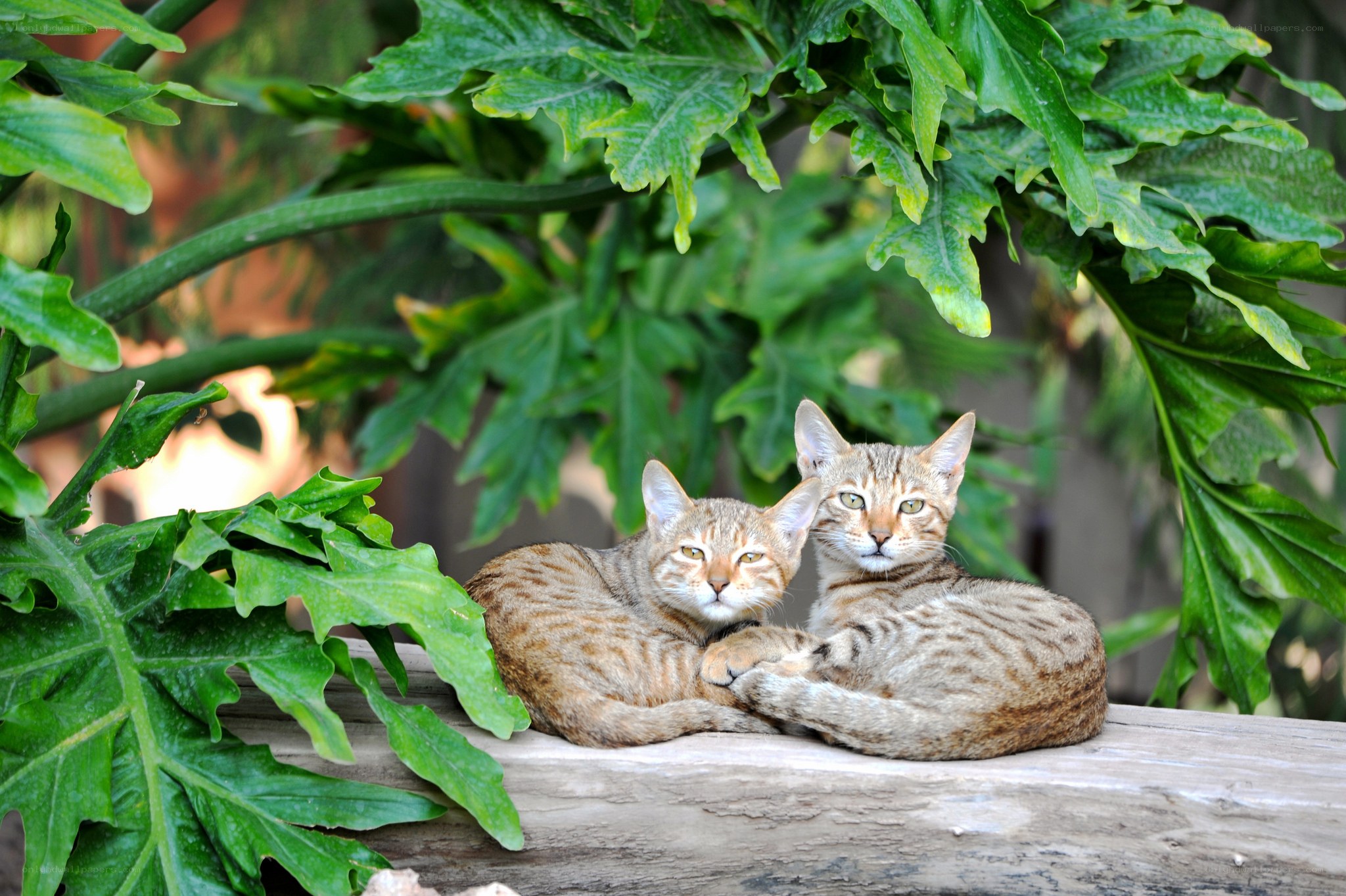 Two cats resting on a log