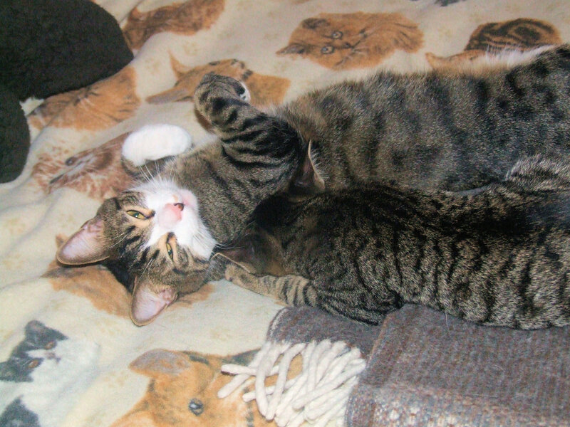 Two cats resting on blanket