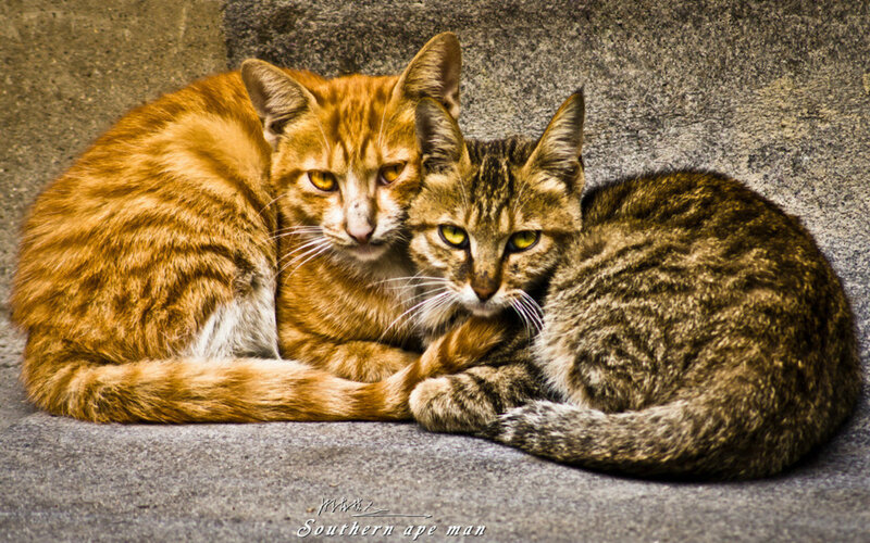 Two Cats Resting — Orange, Calm, Photograph