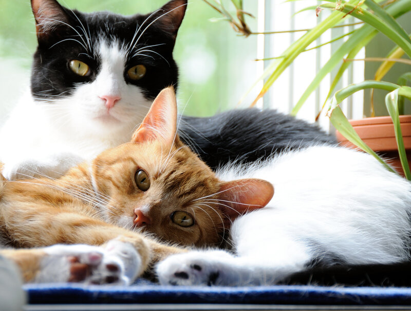 Two Cats Resting — Orange, Calm
