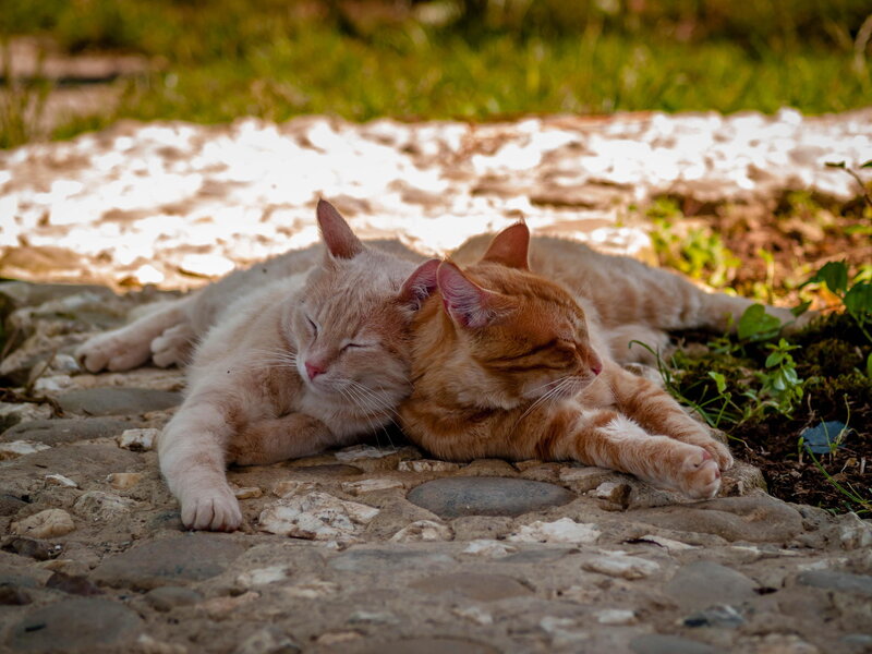 Two Cats Resting — Orange, Peaceful