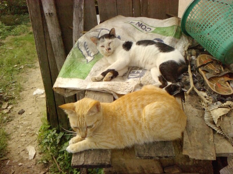 Two Cats Resting — Orange