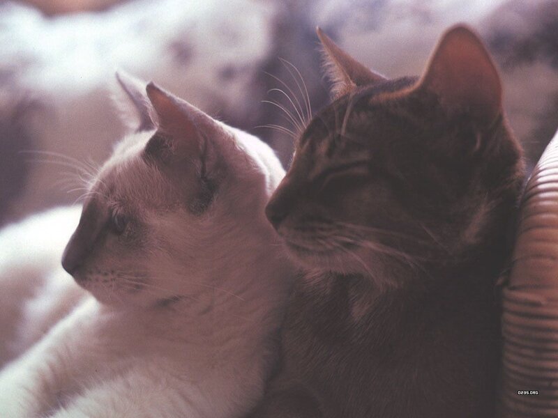 Two Cats Resting