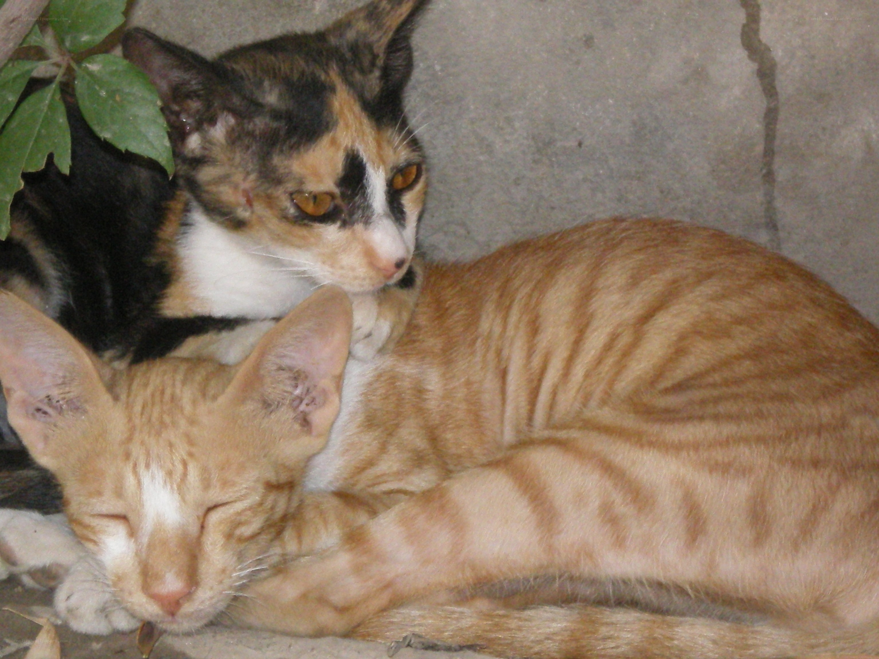 Two cats resting together