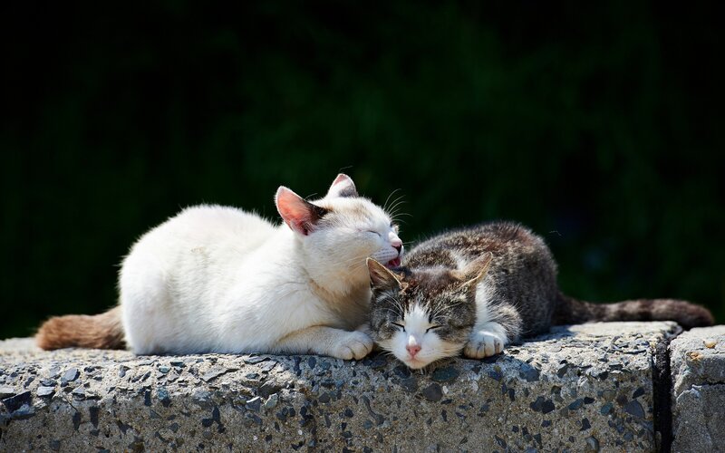 Two cats resting together