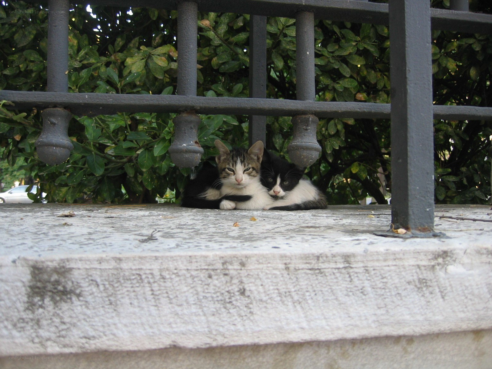 Two cats resting under a fence