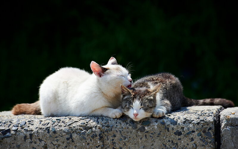 Two Cats Resting — White, Peaceful, Afternoon