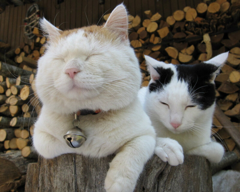 Two Cats Resting — White, Peaceful
